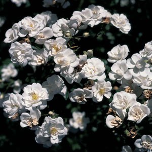 SANDERS WHITE (rambler)